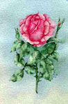 pet portrait, portriat of rose, rose in portrait, print of rose in portrait