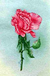 pet portrait, portriat of rose, rose in portrait, print of rose in portrait