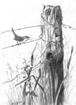  bird in portrait, portrait of bird in pencil, pencil portrait of wren